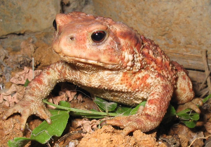 Bufo bufo